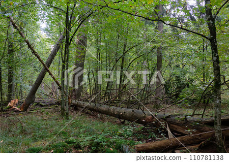 Autumnal deciduous stand in morning with old hornbeam tree 110781138