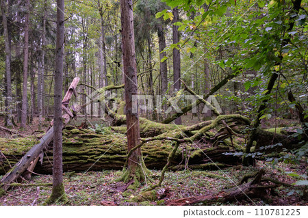 Morning in autumnal natural deciduous forest 110781225