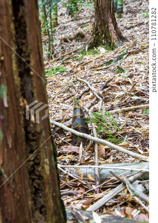 倒下的樹 倒下的樹 110781282