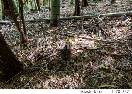 Landscape with fallen trees in the mountains 110781287