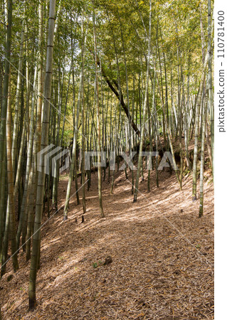 A forest where the autumn sun shines through 110781400