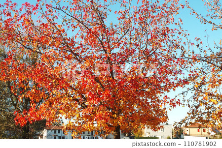 Autumn leaves in Italy Autumn sky Blue sky Milan suburbs Autumn leaves in Italy Autumn sky Blue sky Milan suburbs 110781902