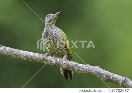 Juvenile European green woodpecker (Picus viridis) Juvenile European green woodpecker (Picus viridis) 110782087