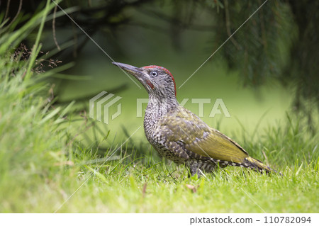 Juvenile European green woodpecker (Picus viridis) 110782094