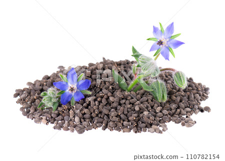 Borage seeds with flowers isolated on a white background. Borago officinalis seeds and flowers. 110782154