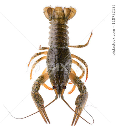Live crayfish isolated on white background. Clipping path. Top view. 110782155