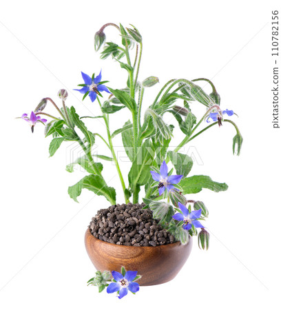 Borage seeds with flowers in wooden bowl, isolated on a white background. Borago officinalis seeds and flowers. 110782156