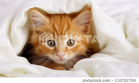 Kitten closed in towel warm sleepy small white 110782708