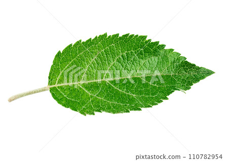 Green leaf on isolated white background. 110782954