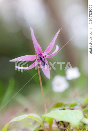 卡塔庫栗001 110783062