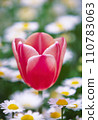 Tulip 005 110783063