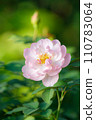 Rose 028 110783064