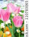 Tulip 021 110783065