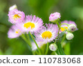 Harjoon 001 110783068