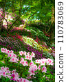 Azalea 002 110783069