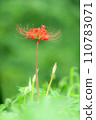 Cluster amaryllis 003 110783071
