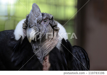 Condor Condor 110783106