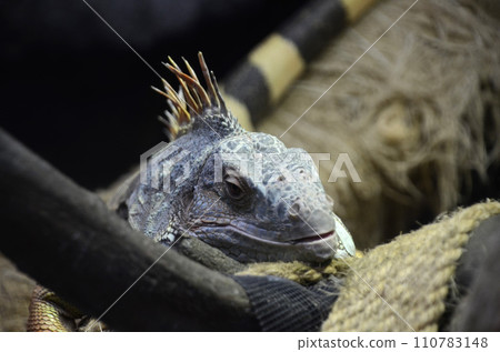 鬣蜥 110783148