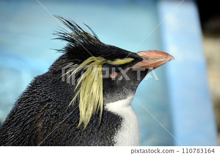 Iwatobi penguins Iwatobi penguins 110783164