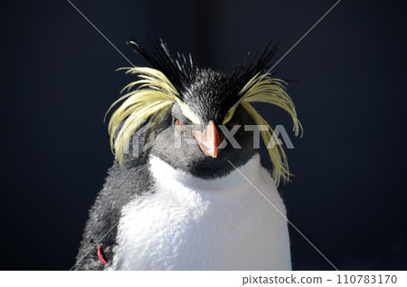 Iwatobi企鵝 110783170