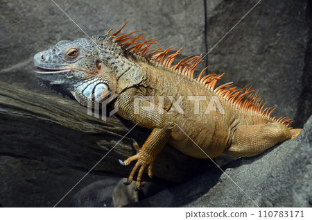 鬣蜥 110783171