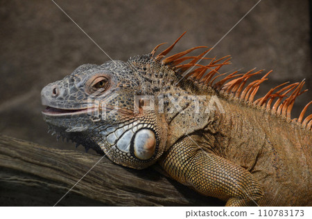 鬣蜥 110783173