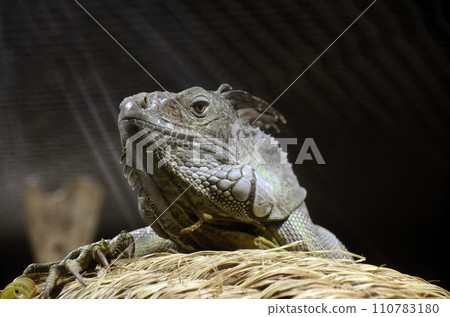 鬣蜥 110783180