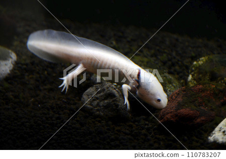 wooper looper 110783207