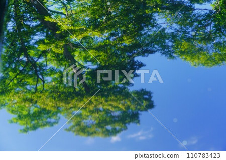 Trees reflecting on the lake surface of Mt. Oakandake 110783423