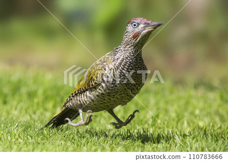 Juvenile European green woodpecker (Picus viridis) 110783666