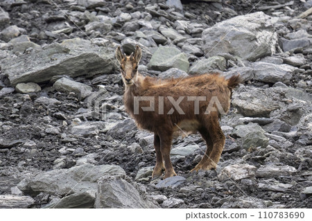 Chamois (Rupicapra rupicapra) in Zinal in  Switzerland 110783690