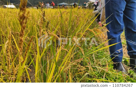 Agricultural experience 110784267