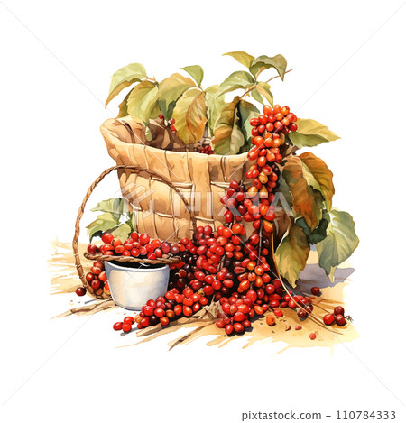 Vintage watercolor illustration with red coffee harvest white background Vintage watercolor illustration with red coffee harvest white background 110784333