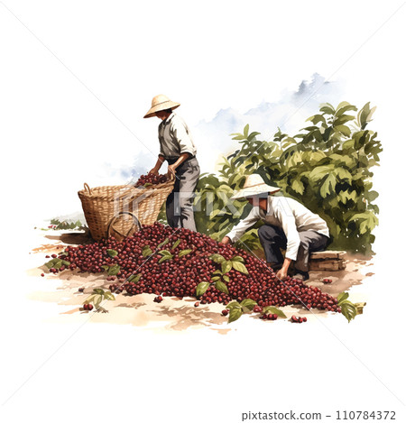 Vintage watercolor illustration with red coffee harvest white background 110784372