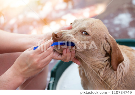 Cleaning mouth of labrador dog 110784749