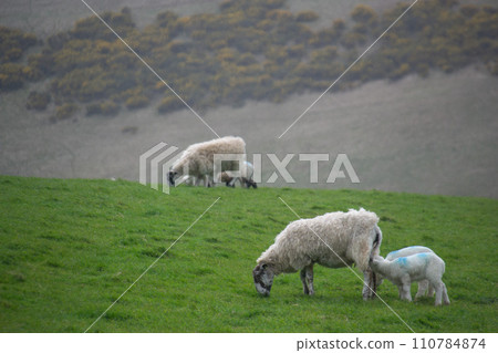 多塞特郡 多塞特郡 110784874