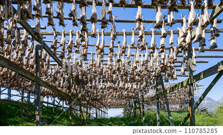 Traditional air-drying of stockfish on racks under the open sky in Lofoten 110785285