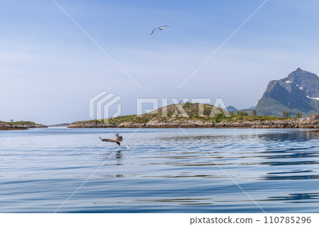 A white-tailed eagle caught mid-swoop over a tranquil fjord in Lofoten 110785296