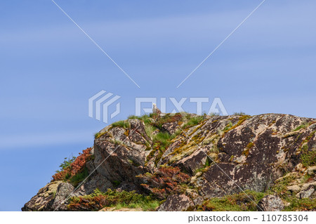 Majestic white-tailed eagle contrasts with Arctic moss under Lofoten's summer sky 110785304