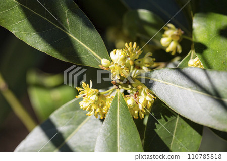 The laurel is noble with yellow flowers in spring. Greek laurel or sweet real laurel is a fragrant evergreen tree or a large shrub with green leaves The laurel is noble with yellow flowers in spring. Greek laurel or sweet real laurel is a fragrant evergreen tree or a large shrub with green leaves 110785818