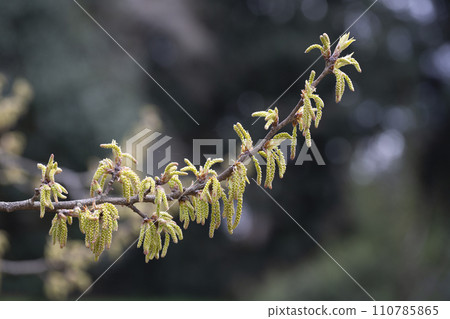 Quercus variabilis develops catkin inflorescence in the spring. Flowering of oak, catkins and buds in April, selective focus. Quercus variabilis develops catkin inflorescence in the spring. Flowering of oak, catkins and buds in April, selective focus. 110785865