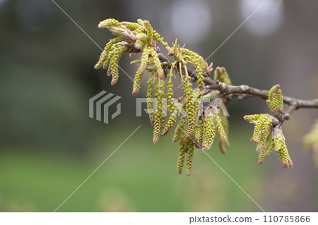 Quercus variabilis develops catkin inflorescence in the spring. Flowering of oak, catkins and buds in April, selective focus. Quercus variabilis develops catkin inflorescence in the spring. Flowering of oak, catkins and buds in April, selective focus. 110785866