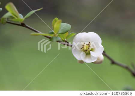 Close up White flowers of Japanese Quince. Floral spring background, selective focus Close up White flowers of Japanese Quince. Floral spring background, selective focus 110785869