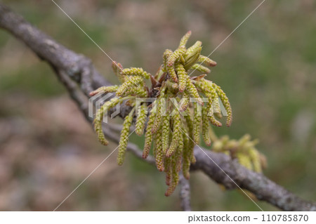 Quercus variabilis develops catkin inflorescence in the spring. Flowering of oak, catkins and buds in April, selective focus. Quercus variabilis develops catkin inflorescence in the spring. Flowering of oak, catkins and buds in April, selective focus. 110785870