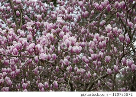 Abundant blooming of Pink flowers of Chinese magnolia or saucer, Magnolia x soulangeana, early spring, natural floral pink background, selective focus. Abundant blooming of Pink flowers of Chinese magnolia or saucer, Magnolia x soulangeana, early spring, natural floral pink background, selective focus. 110785871
