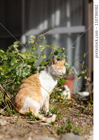 cat of Ninoshima 110786082