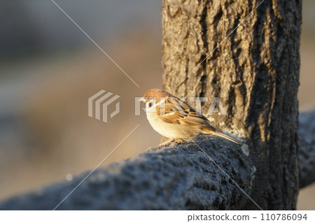 sparrow resting on the fence 110786094