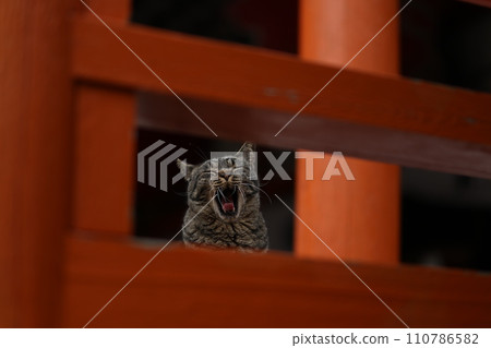 龍泉寺貓 110786582