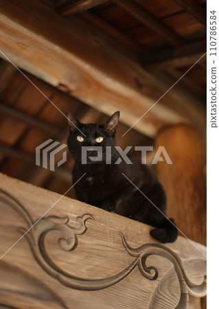 龍泉寺貓 龍泉寺貓 110786584