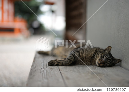 Ryusenji cat Ryusenji cat 110786607